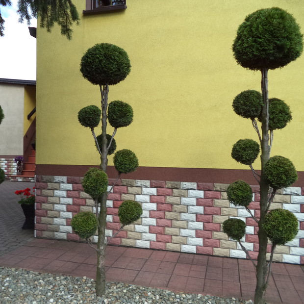 Formowany żywotnik odmiany "Smaragd"