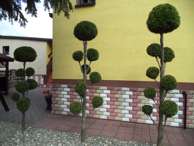 Formowany żywotnik zachodni odmiany "Smaragd"