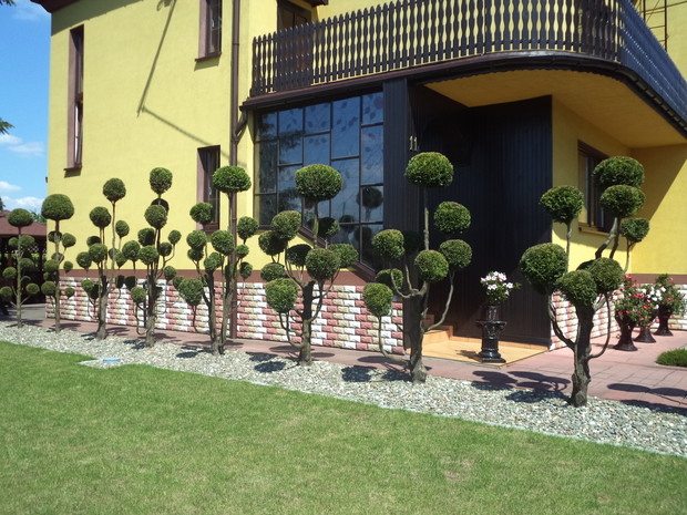 Formowany żywotnik zachodni