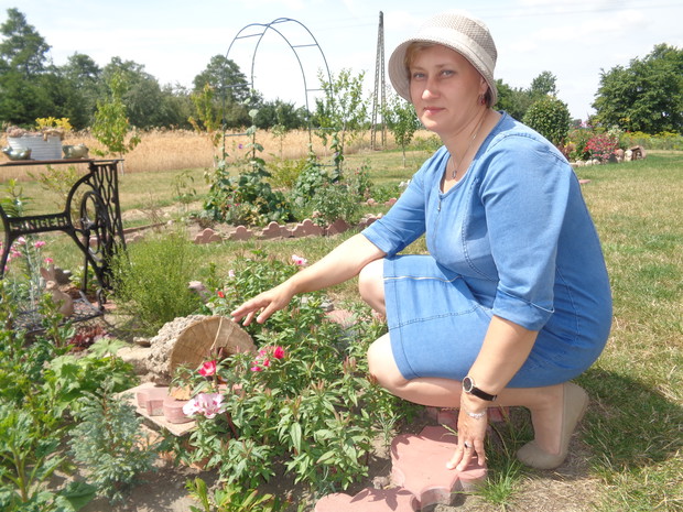 Godecja wielkokwiatowa.