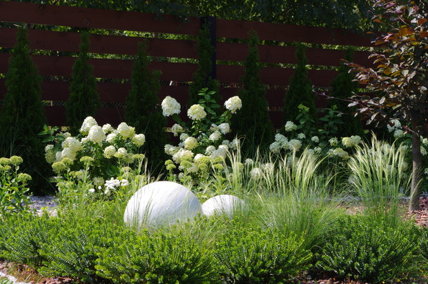 Hebe na tle Hortensji Bukietowych Limelithe