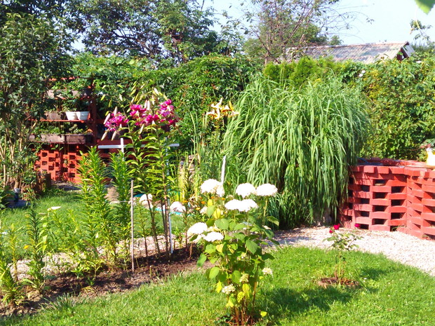 Hortensja "Anabelle" i lilie drzewiaste.