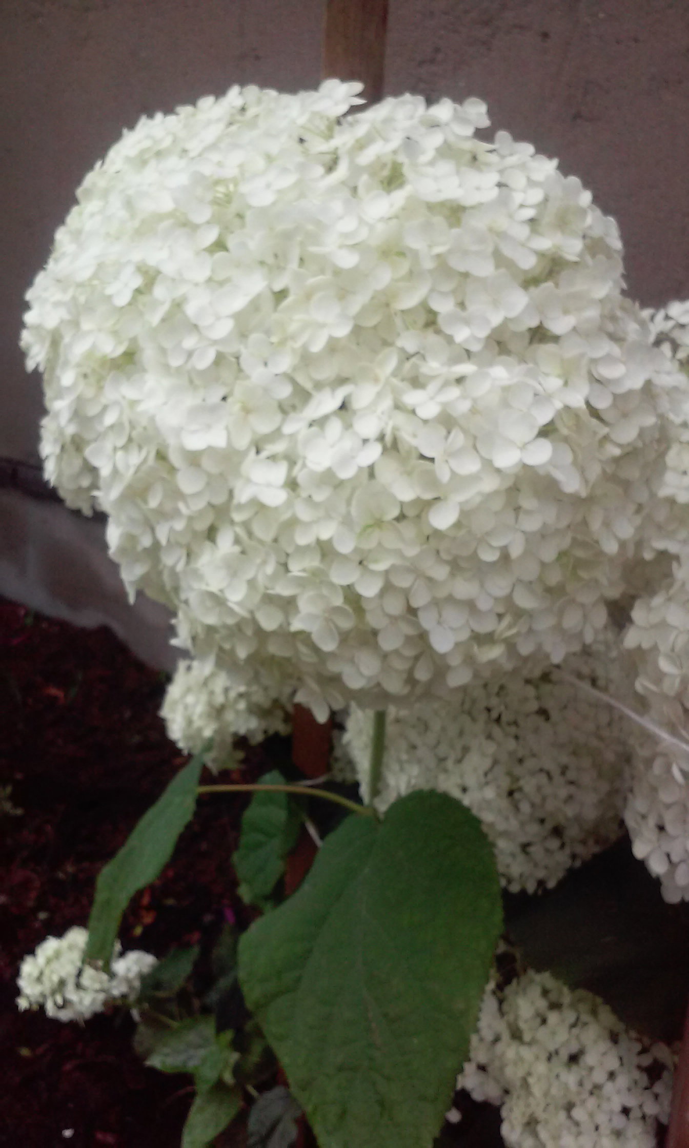 Hortensja bukietowa biala