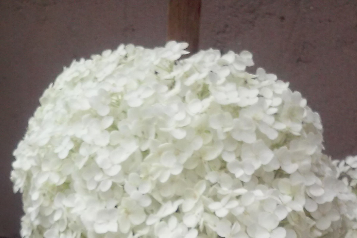 Hortensja bukietowa biala