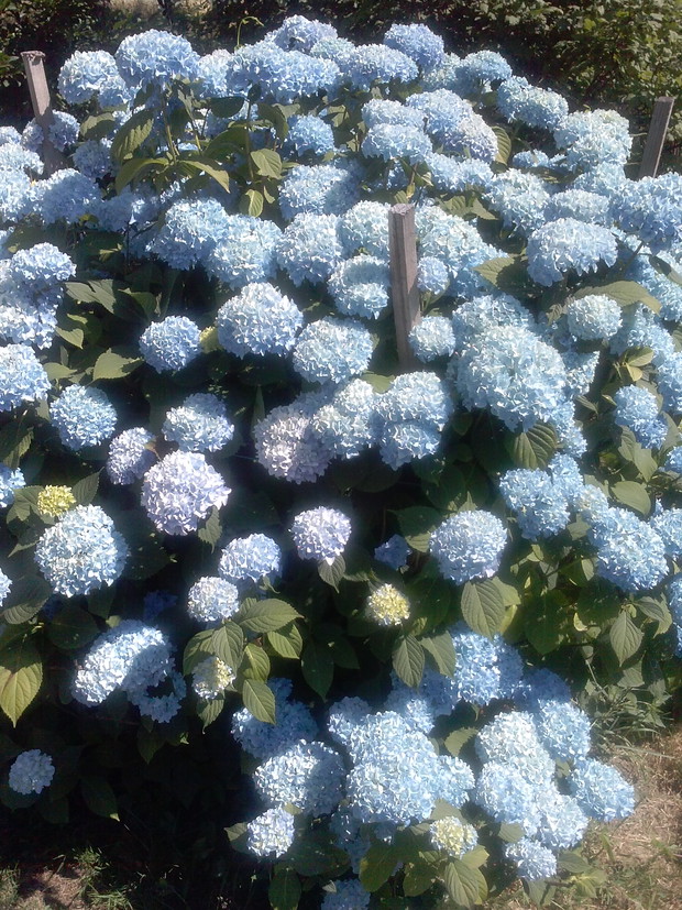 Hortensja niebieska