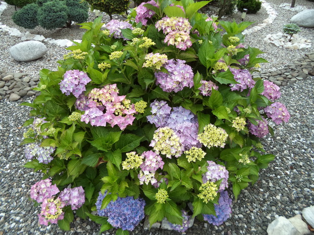 Hortensja ogrodowa-przepięknie się przebarwia