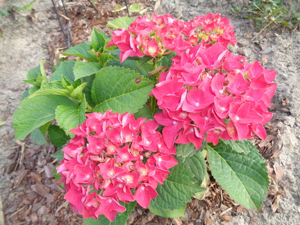 Hortensja ogrodowa różowa.