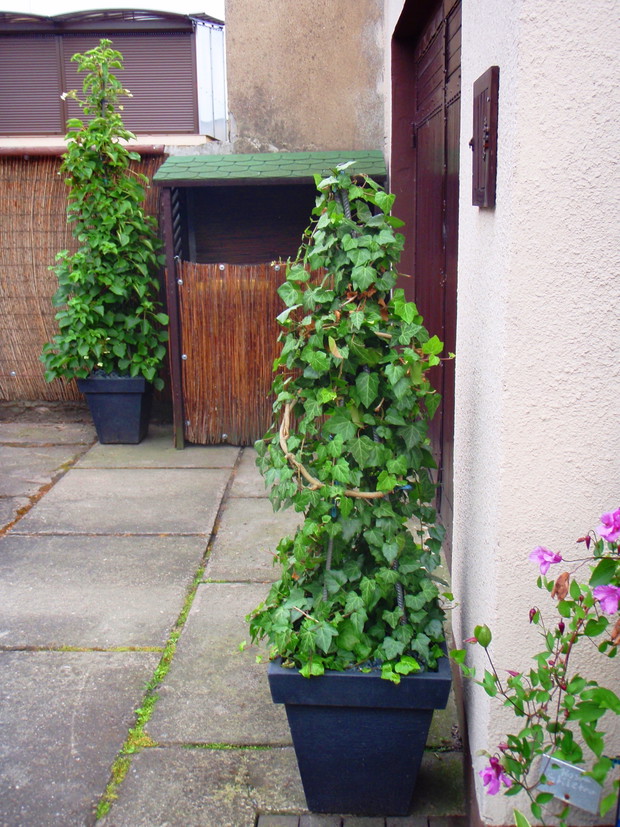 Hortensja pnąca, i bluszcz są prowadzone na metalowych stożkach.