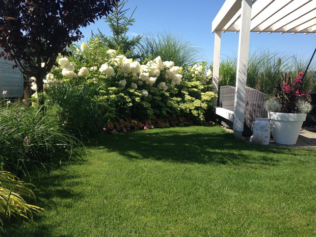 Hortensja Vanilla Fraise przy pergoli