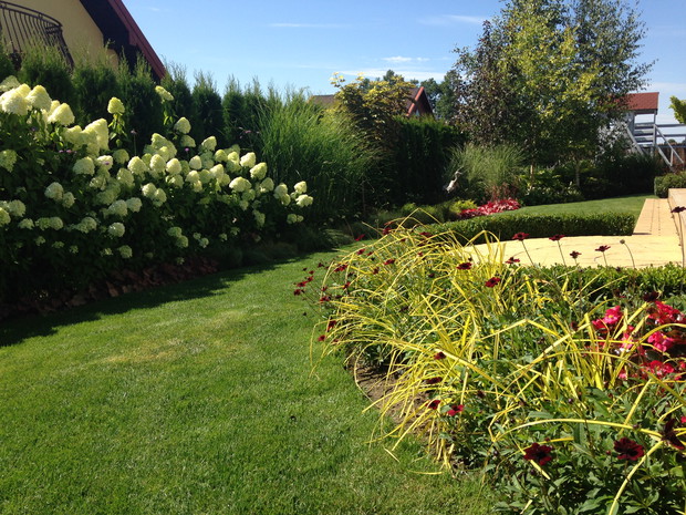 Hortensje Limelight zapraszają dalej