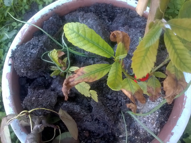 i 2 malutki, zatrzymane wzrost