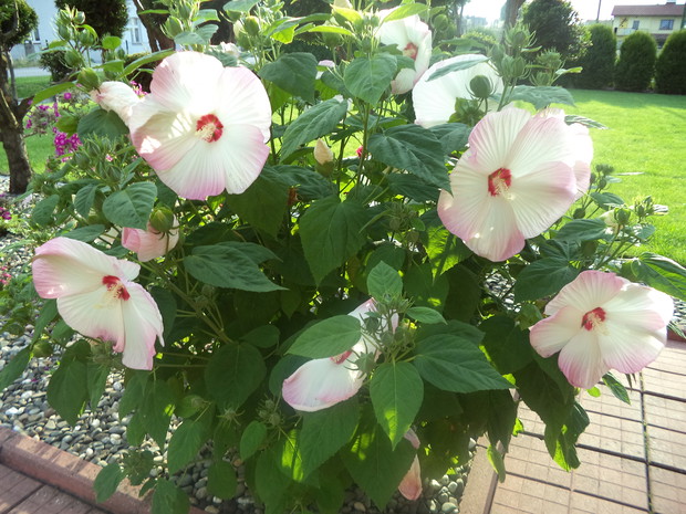 I kolejny hibiskus bagienny