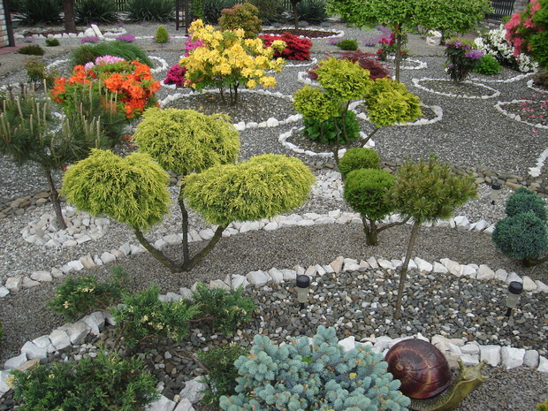 Iglaki, a w tle kwitnące azalie