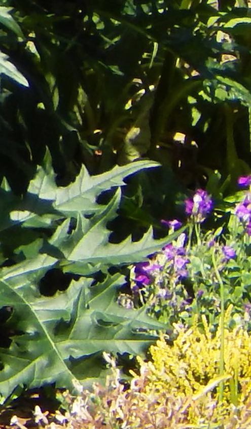 Iglaki w towarzystwie ostróżek i naparstnic