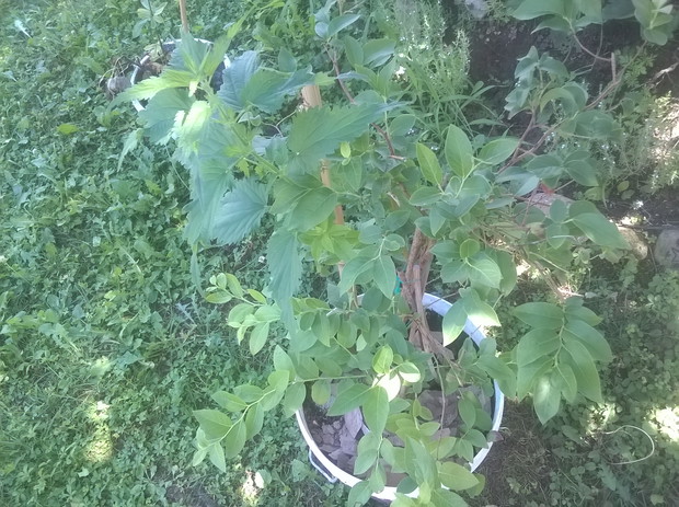 jagoda amerykanska, zero owocow w tym roku kupiona -marna 
zaczyna sie rozrastac dopiero