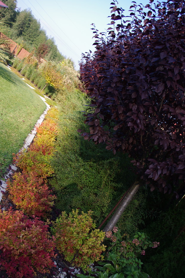 Jesienne kolory w ogrodzie