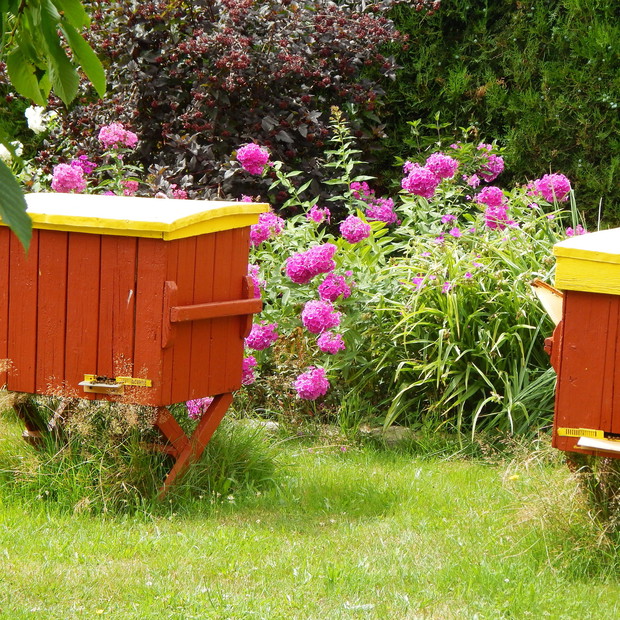 Jestem przyjacielem pszczół