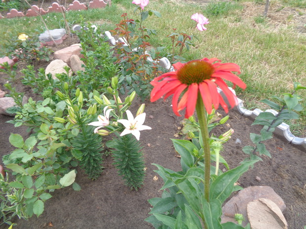 Jeżówka czerwona .