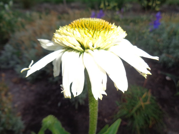 Jeżówka w bieli i żółci.