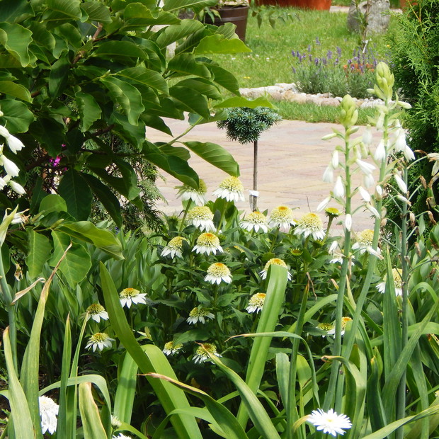 Jeżówka w towarzystwie galtoni