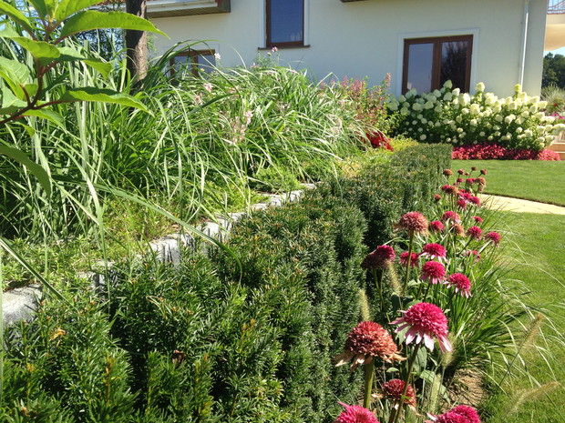 Jeżówki i rozplenice na tle cisów które zasłaniają murek oporowy