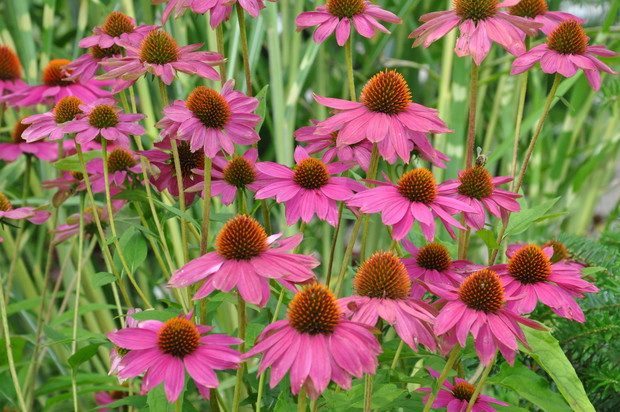 Jeżówki obok domku narzędziowego