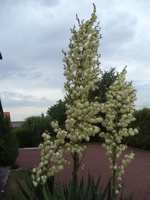 Jukka ogrodowa...w tym roku rekordowa jej wysokość 2,60cm