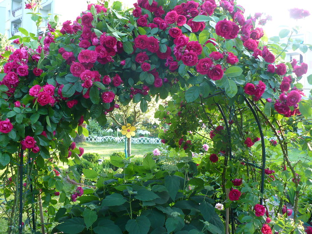 Kącik wypoczynkowy, gdzie pijąc kawę, relaksuje mnie widok pnących róż.