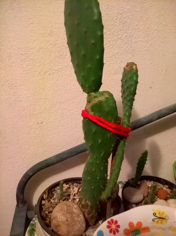  kaktusy 2013,

 figi indyjskie. - jadalne owoce kaktusa...czyli czekam na kwaity i owoce