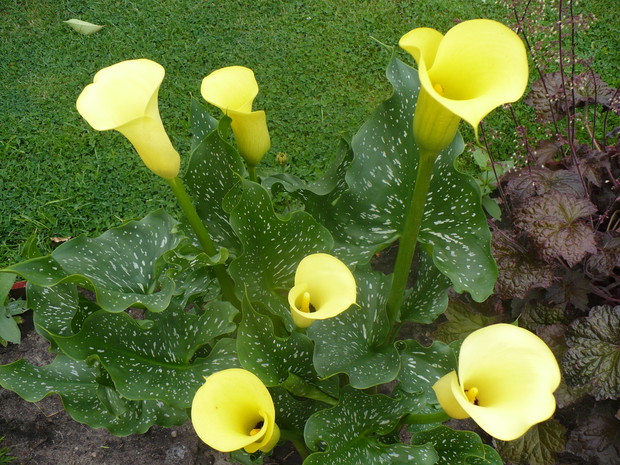 Kalie, które są moja ogrodowa dumą. Swoją urodą przyciągają wzrok spacerujących osób koło ogrodu.