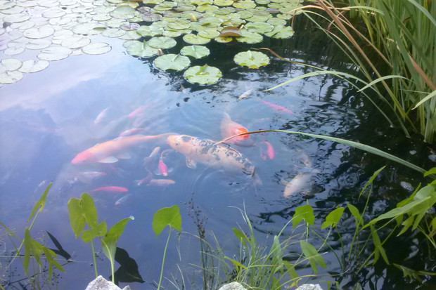 KARPIE KOI I KARASIE 