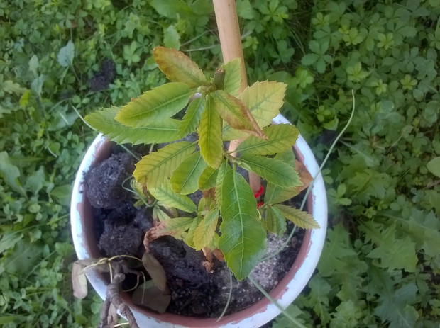 kasztan jadalny!!!! 
marnieje ale mam nadzieje ze przetrwa