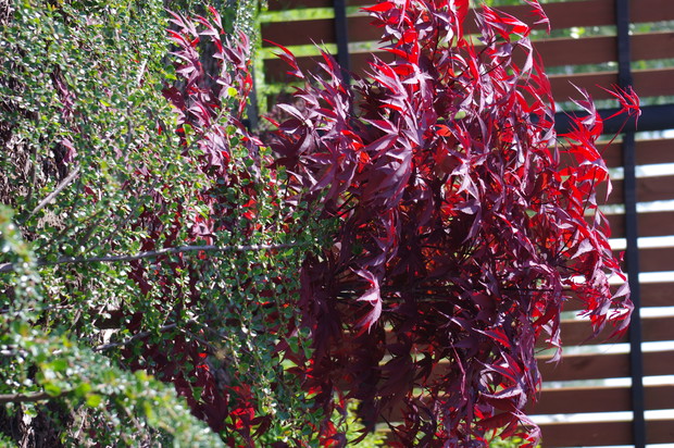 Klon palmowy 'Garnet'