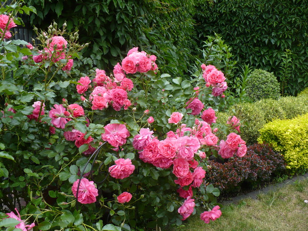 Kolejna odsłona pachnących róż które kwitną od wiosny do późnej jesieni