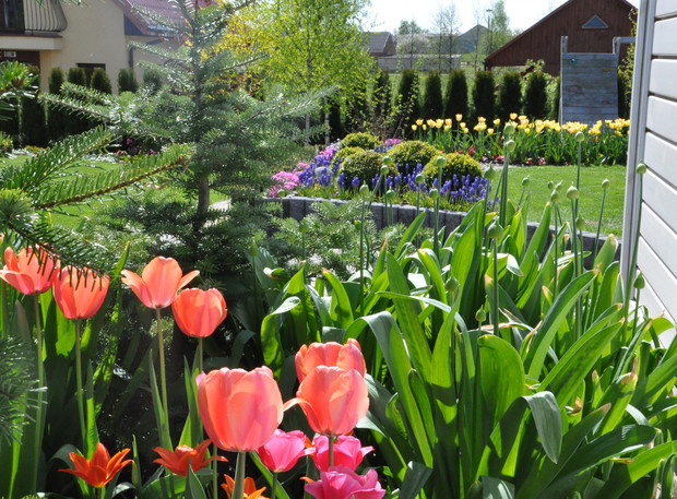 Kolorowa wiosna z tulipanami i szafirkami 