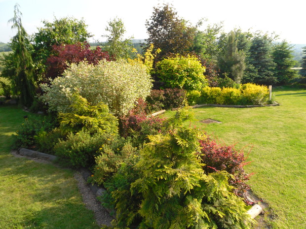 Kolorowy zawrót głowy: berberysy: czerwone, żółte,piękne derenie,perukowiec czerwony, pięciorniki i inne. 