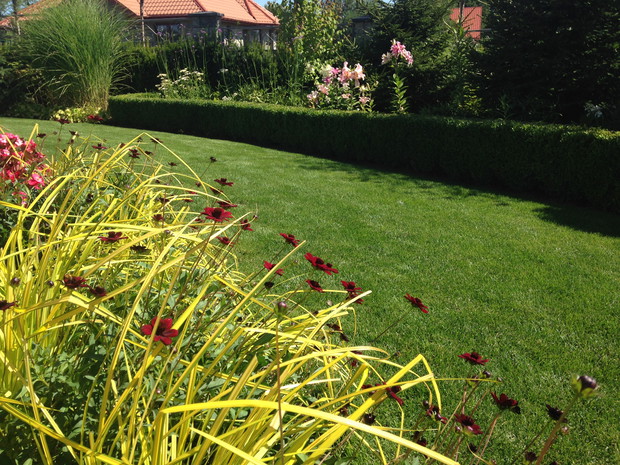 
Kolory i zapachy... po lewej kosmosy czekoladowe, a po prawej lilie