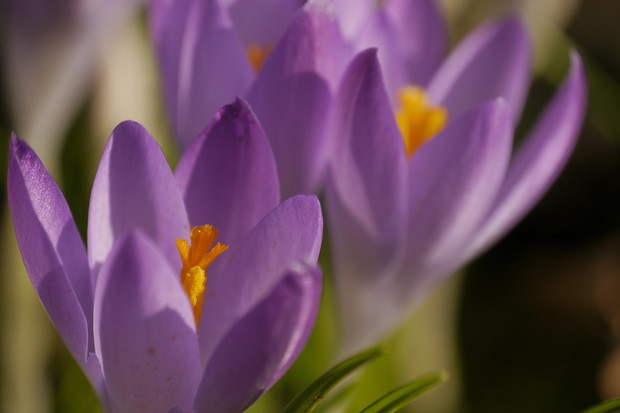 Krokusy, kojarzone głównie z wiosną, mogą być sadzone i hodowane również jesienią (zdj.: Fotolia.com)