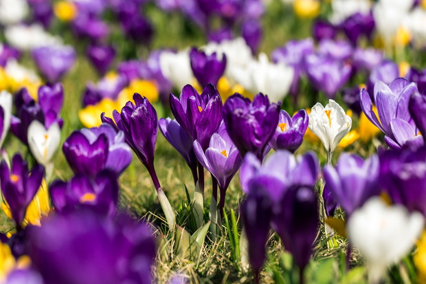 Krokusy, kojarzone głównie z wiosną, mogą być sadzone i hodowane również jesienią  (zdj.: Fotolia.com)