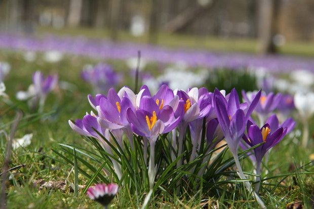 Krokusy, kojarzone głównie z wiosną, mogą być sadzone i hodowane również jesienią  (zdj.: Fotolia.com)
