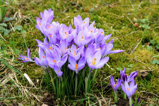 Krokusy, kojarzone głównie z wiosną, mogą być sadzone i hodowane również jesienią (zdj.: Fotolia.com)