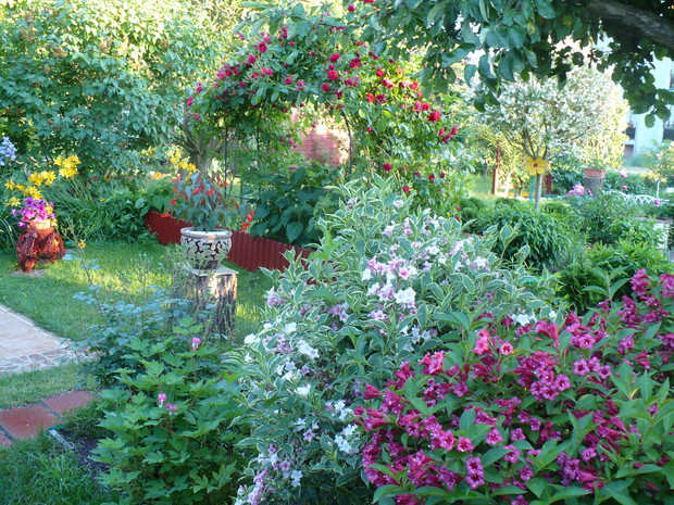 Krzewuszki też mają swoje miejsce w ogrodzie, które są urocze.