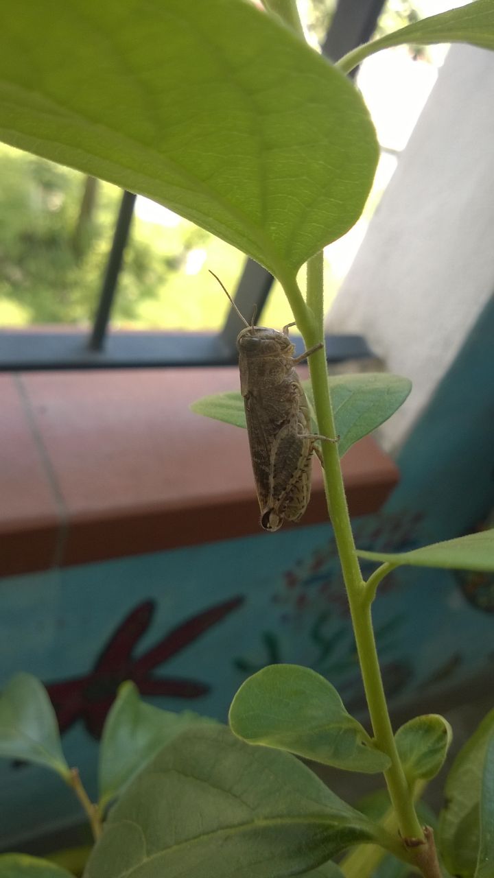 ku radosci ... gosc na balkonie ,
zawital na kaki - dwuletnie drzewko