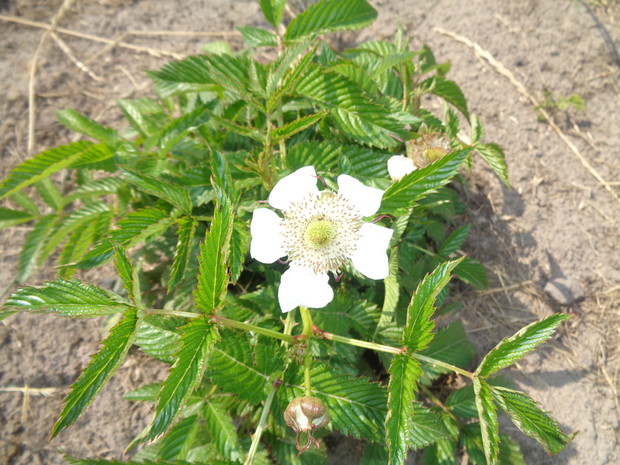 Kwiaty malinotruskawki.