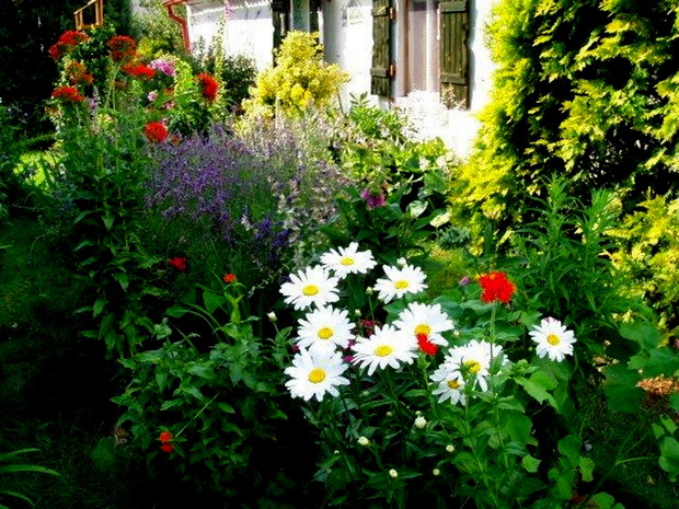 Kwitnąca lawenda wśród bieli i czerwieni