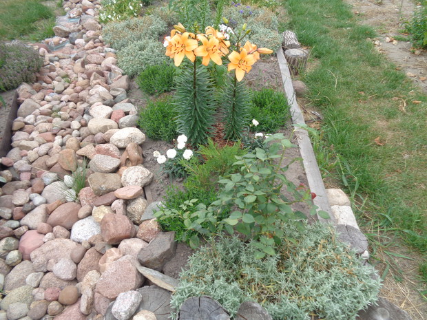 Łączę je z innymi bylinami.