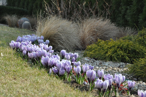 Łany krokusów