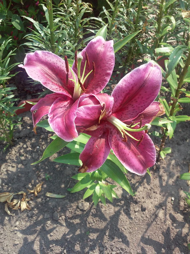 Lilie są niebywałą ozdobą mojego ogrodu. Wciąż powiekszam swoją kolekcję 