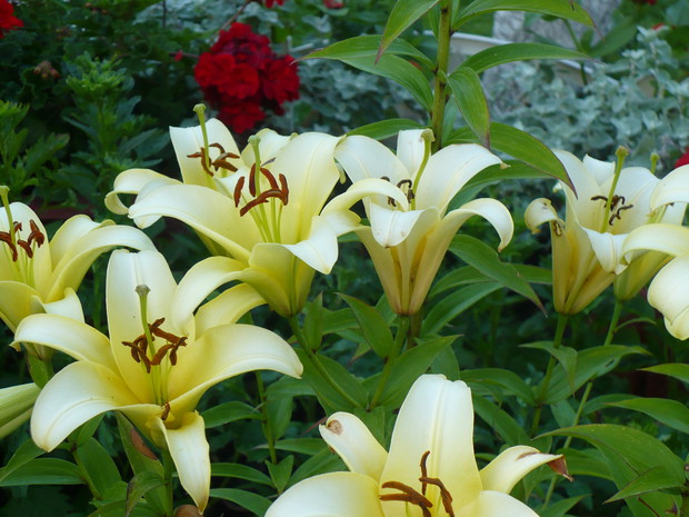 Lilie swoim zapachem i urokiem przyciągają wzrok.