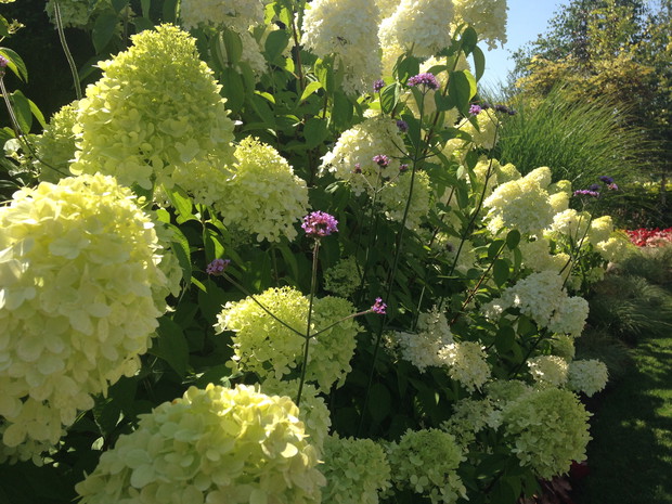 Limelight z werbeną patagońską